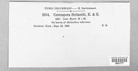 Passalora helianthi image